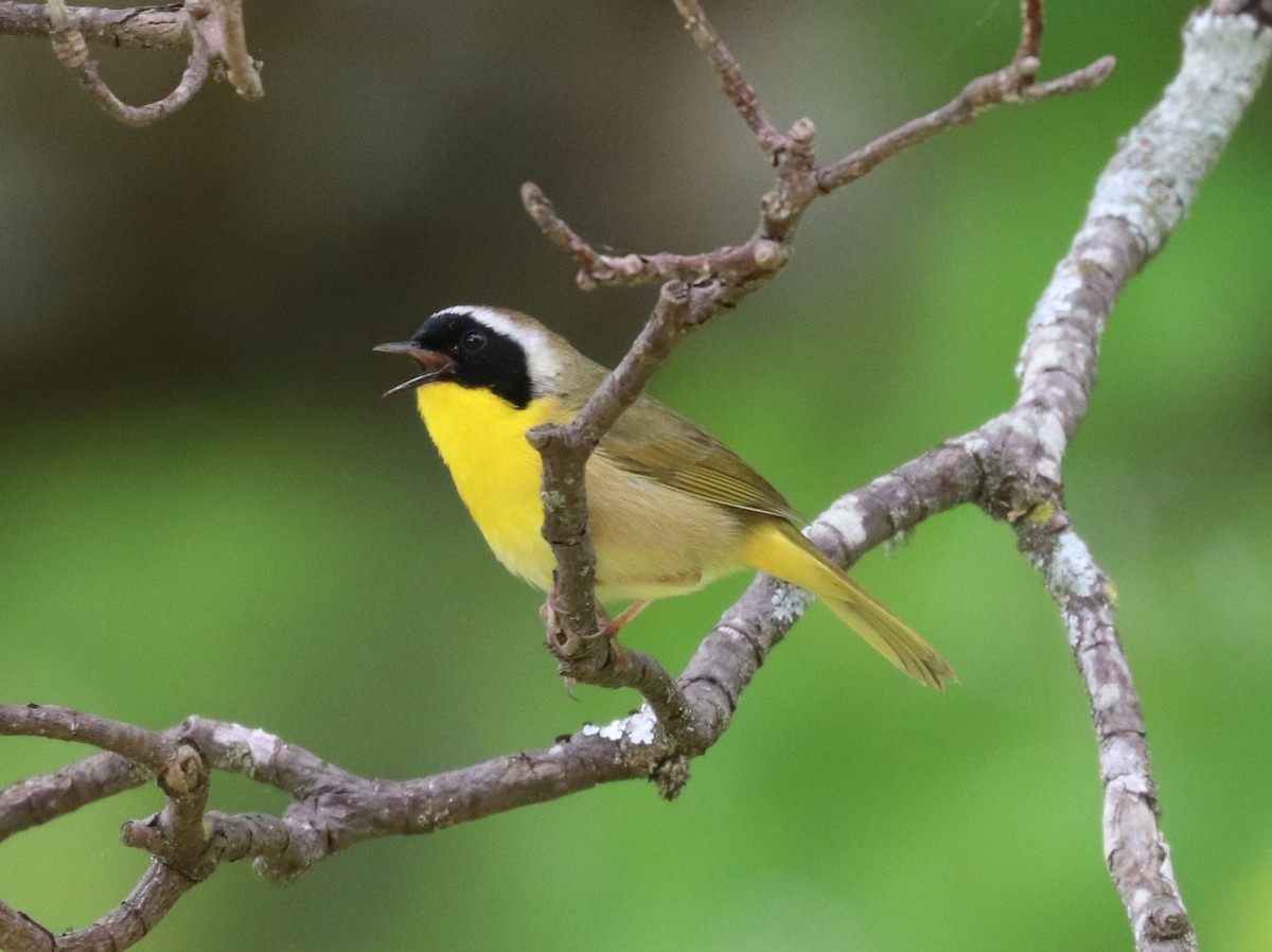 Common Yellowthroat - Herbert King