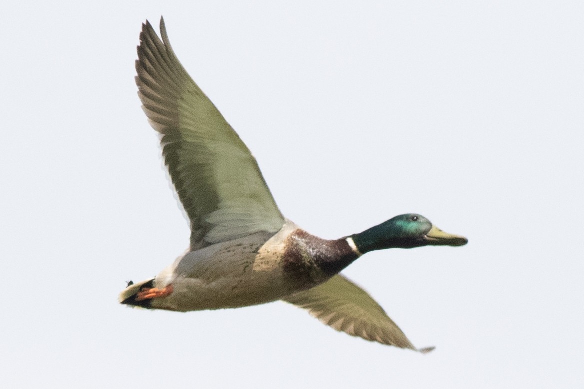 Mallard - David Brown