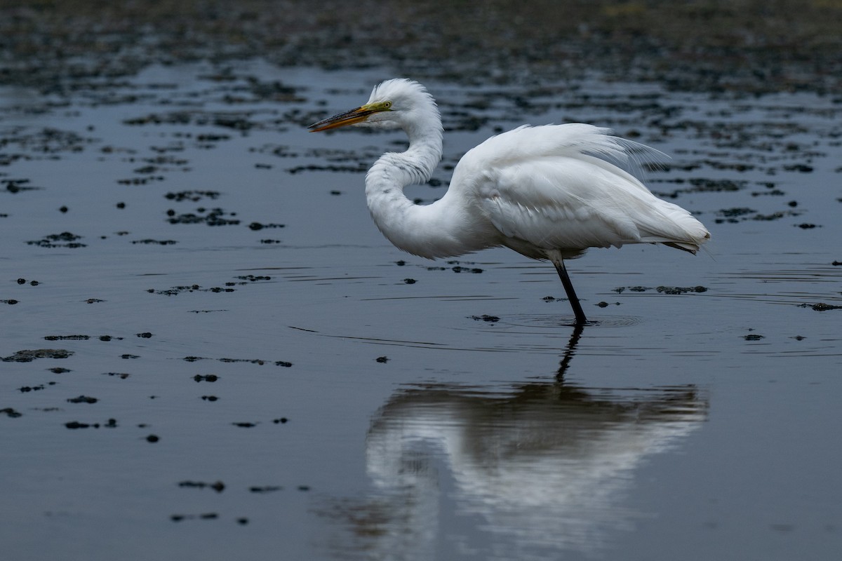 Great Egret - David Ornellas