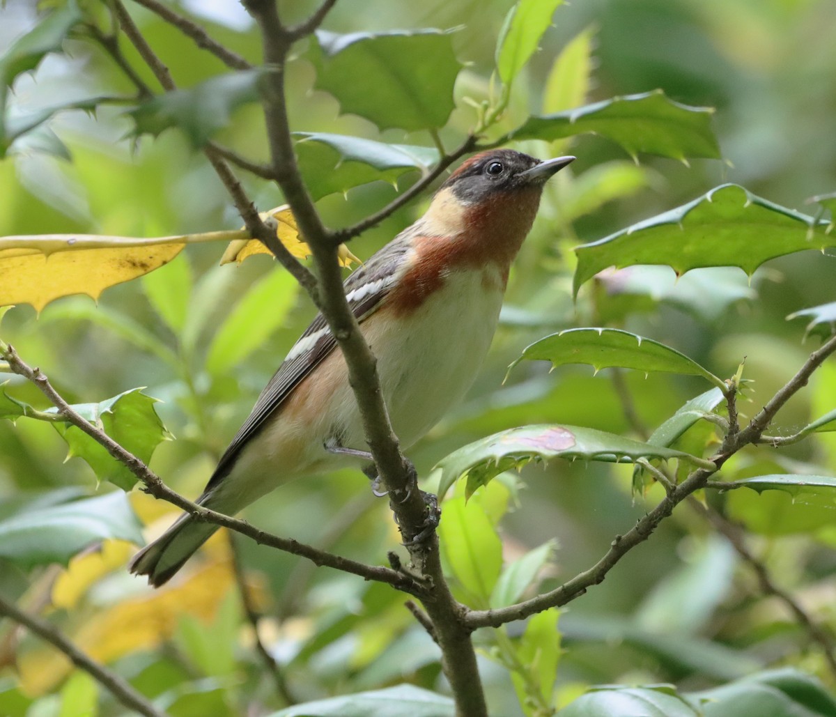 Bay-breasted Warbler - ML619249780