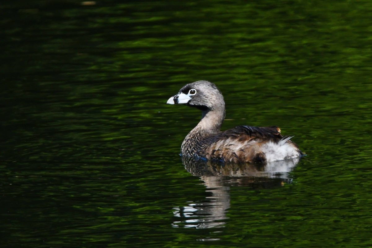 Pied-billed Grebe - phil chen