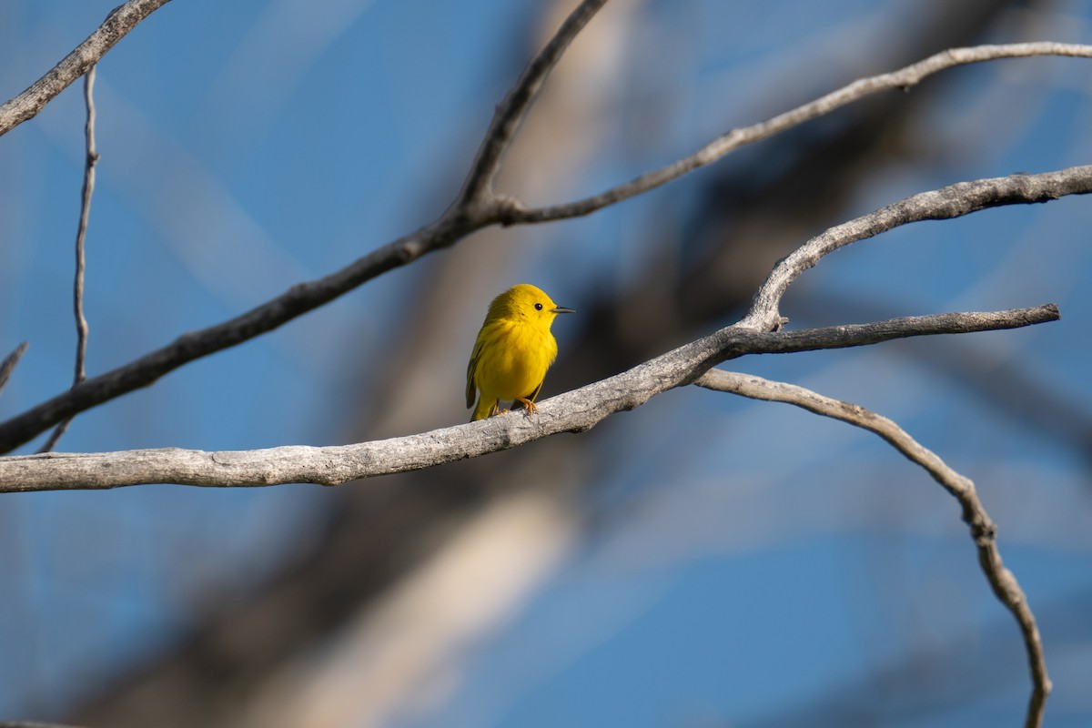 Yellow Warbler - Jason Cole