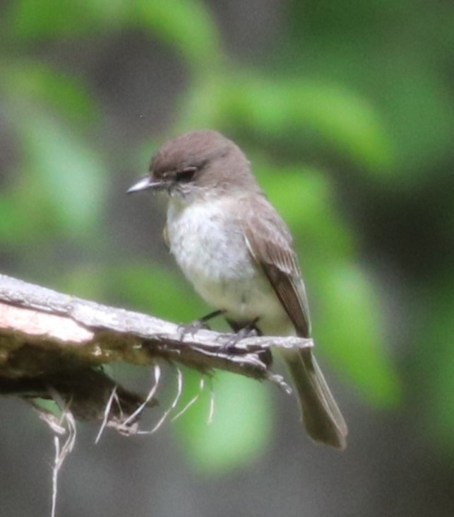 Eastern Phoebe - ML619249800