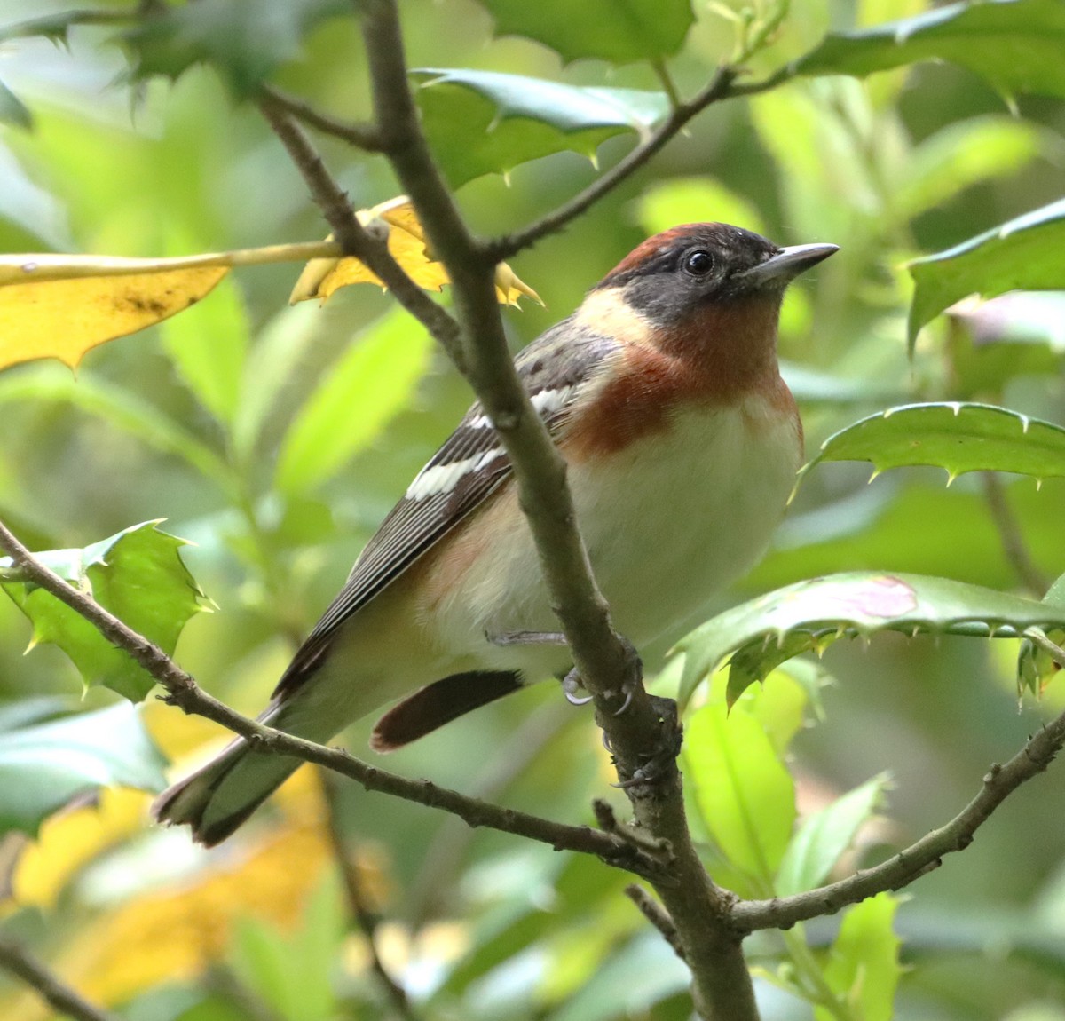 Bay-breasted Warbler - bill belford