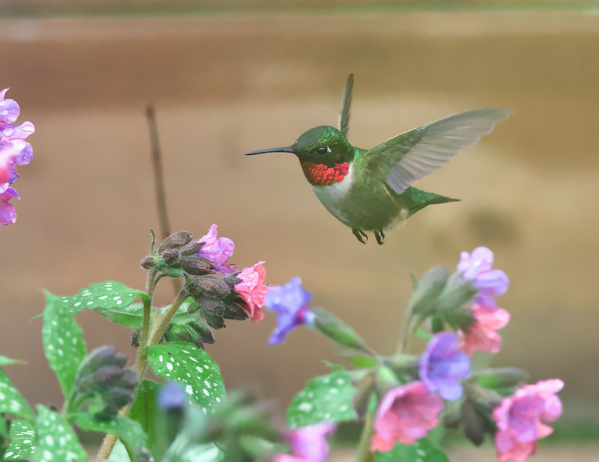 Ruby-throated Hummingbird - Michel Proulx