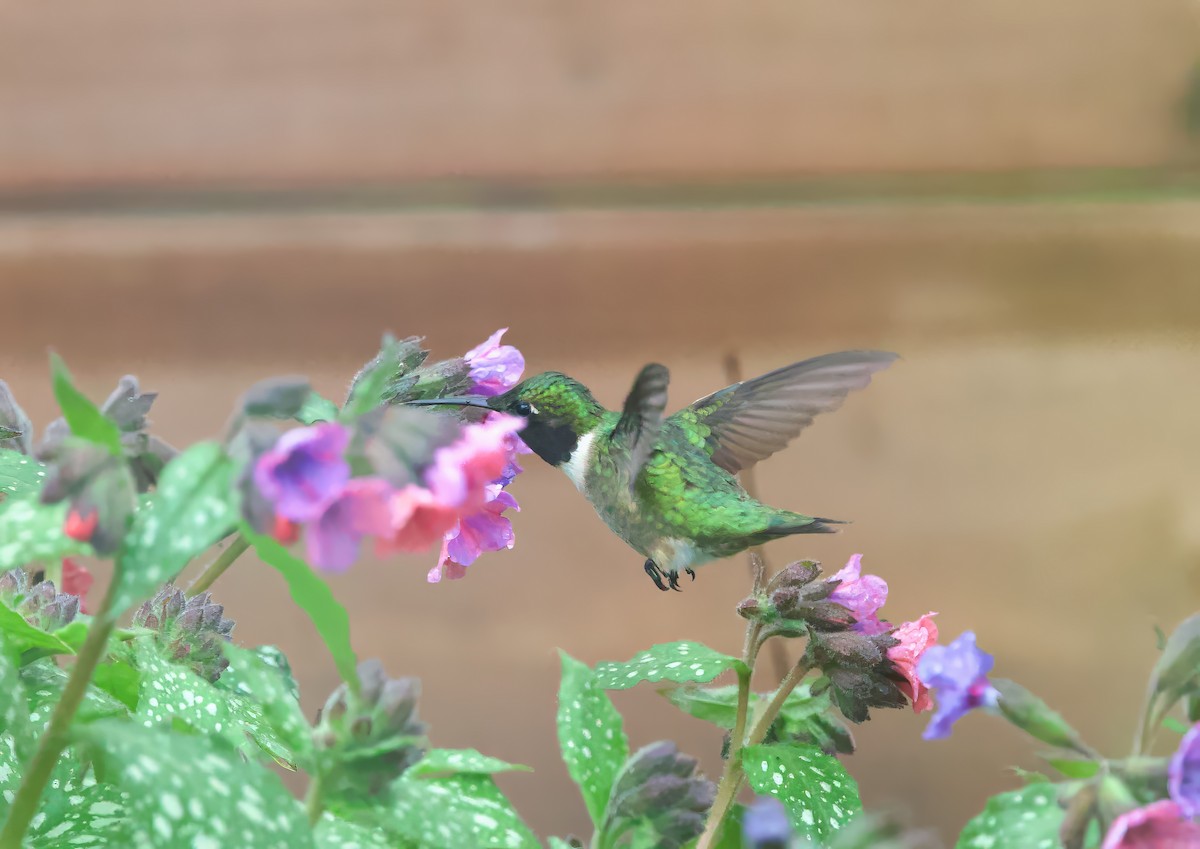 Ruby-throated Hummingbird - Michel Proulx