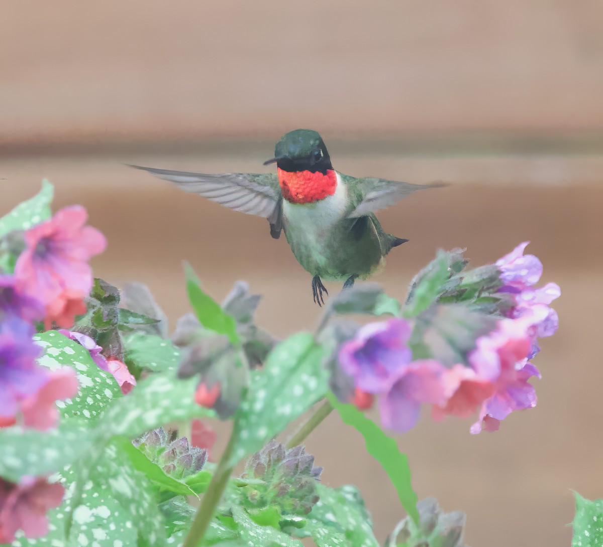 Ruby-throated Hummingbird - Michel Proulx