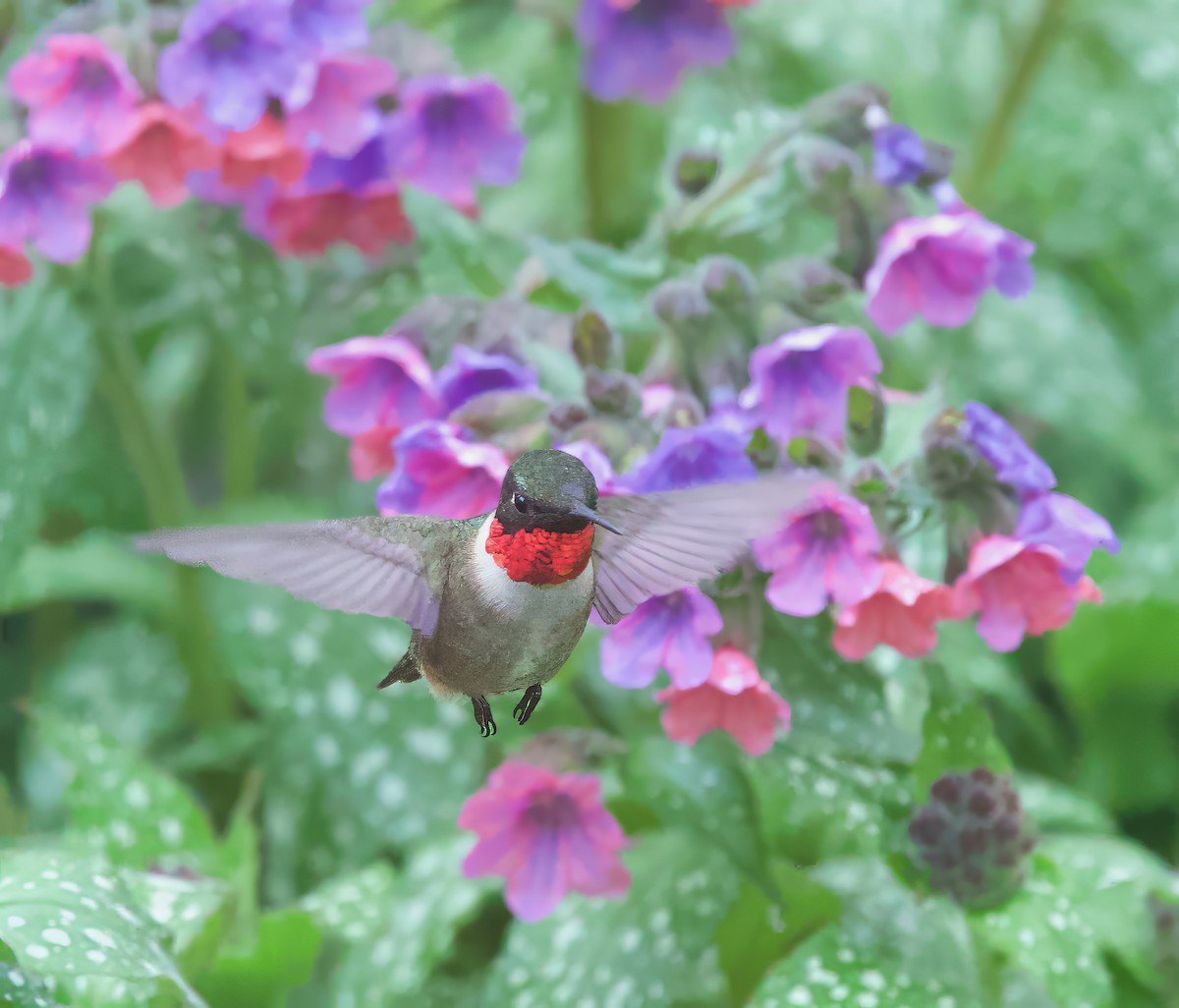 Ruby-throated Hummingbird - Michel Proulx