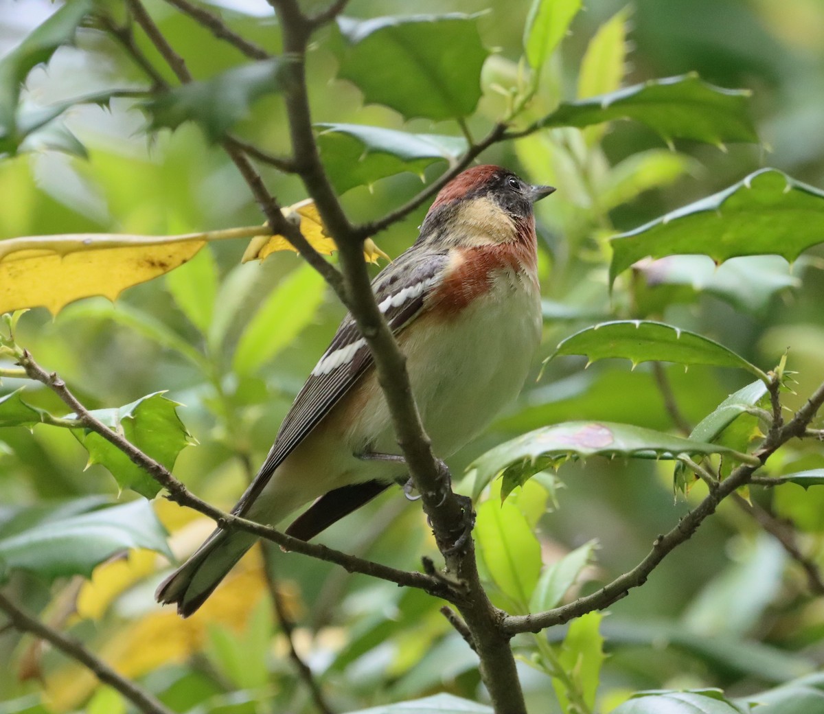 Bay-breasted Warbler - bill belford