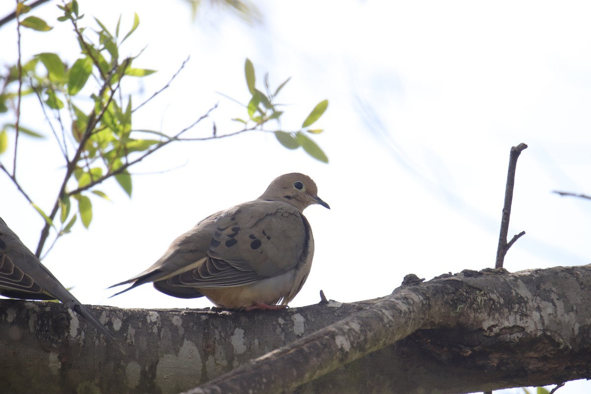 Mourning Dove - Toby Fowler