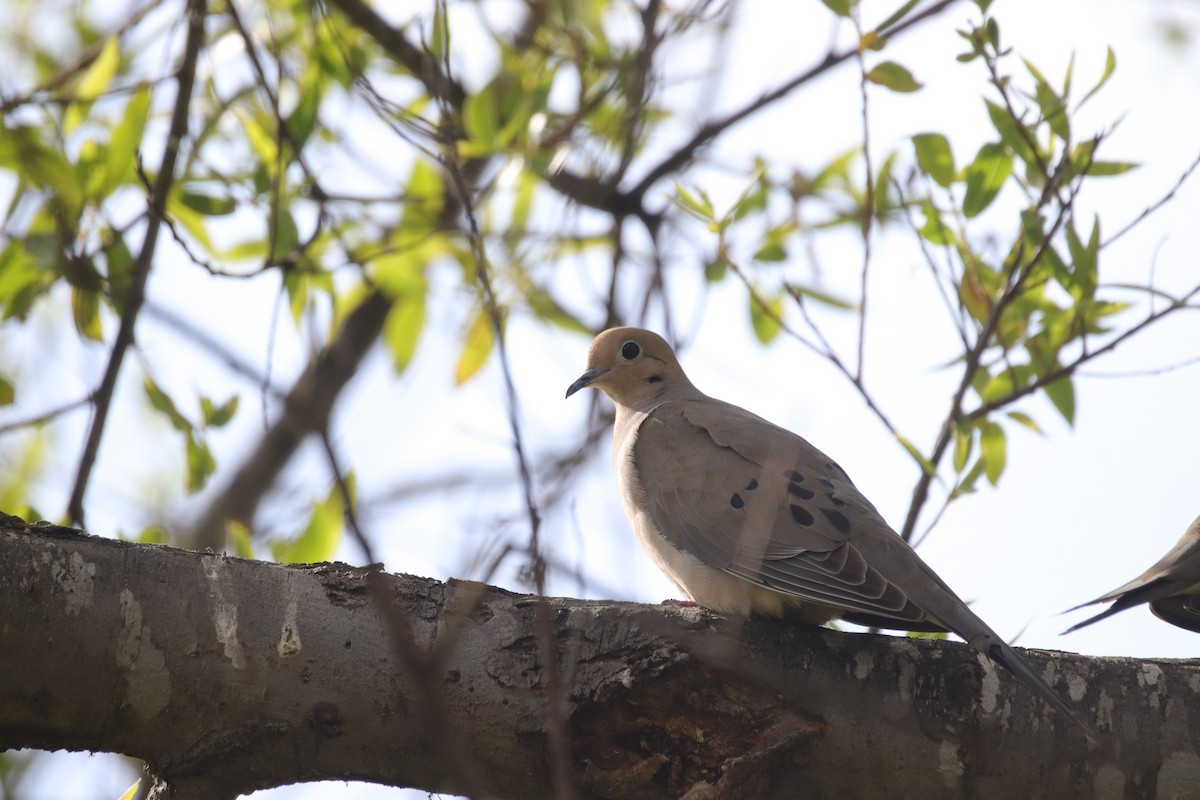 Mourning Dove - Toby Fowler