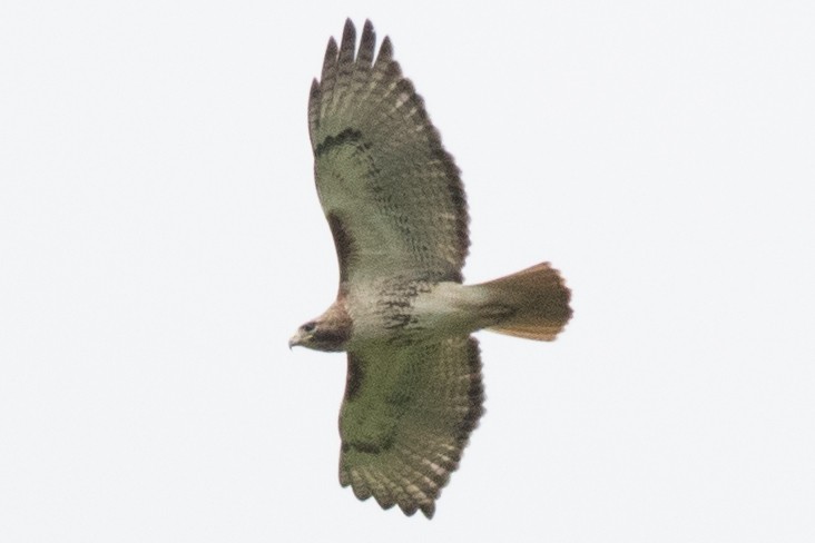 Red-tailed Hawk - David Brown