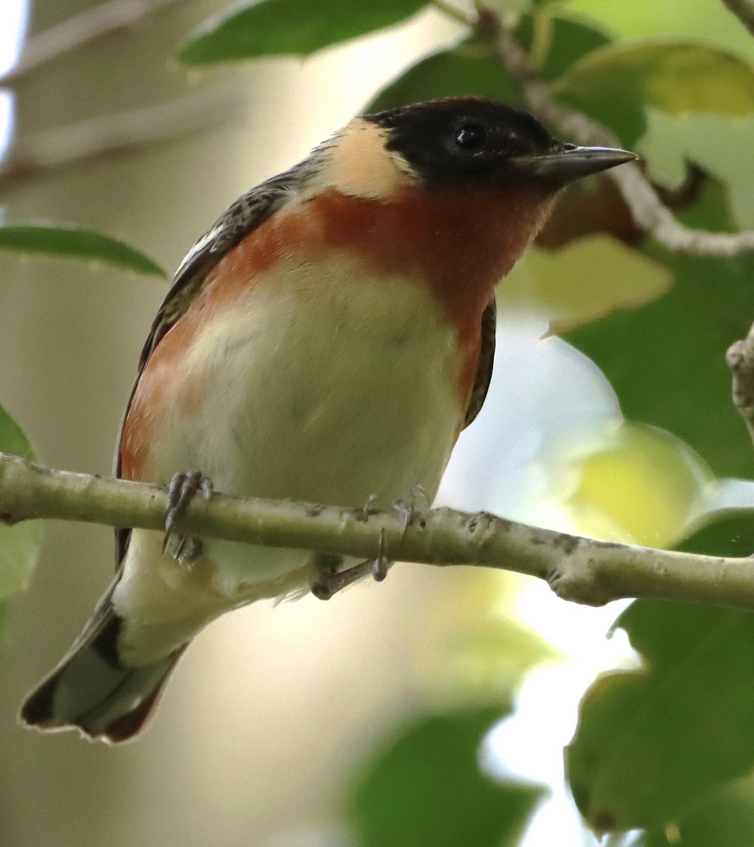 Bay-breasted Warbler - ML619249835