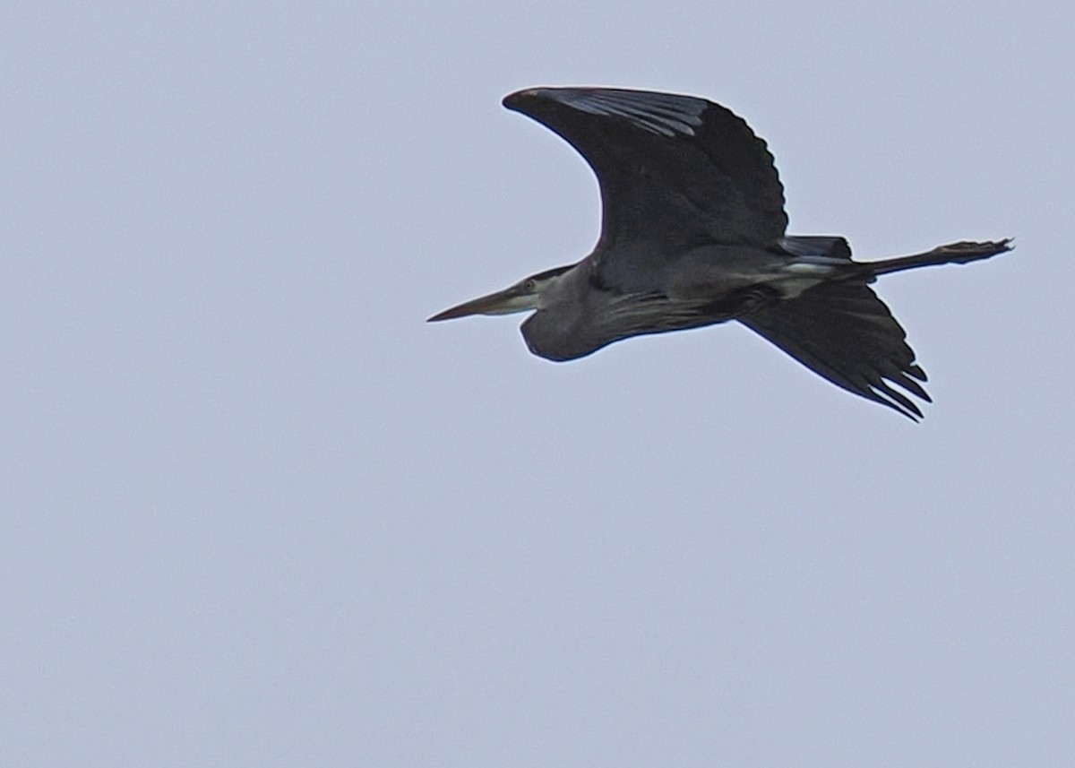 Great Blue Heron - ML619249836
