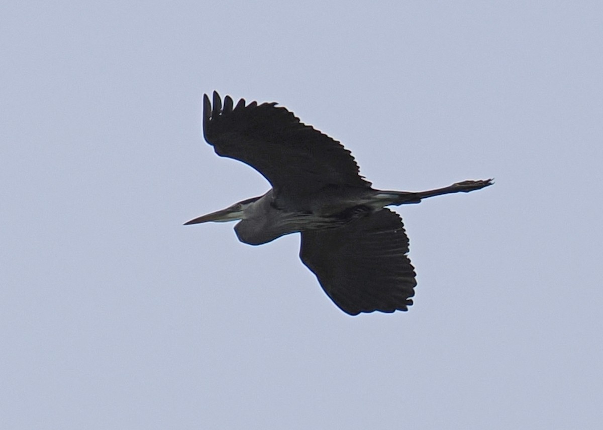 Great Blue Heron - ML619249837