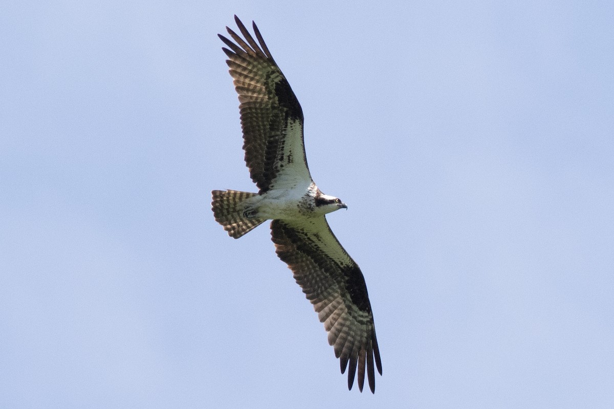 Osprey (carolinensis) - ML619249838