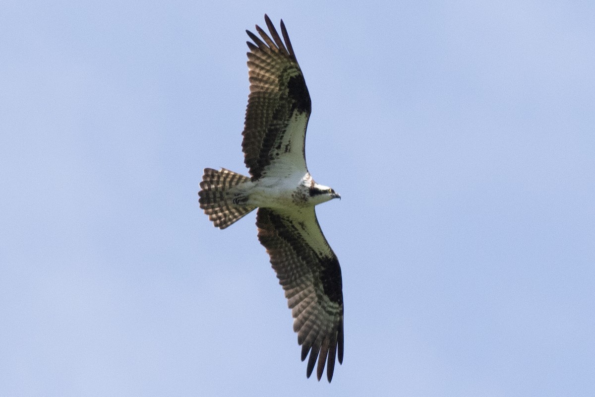 Osprey (carolinensis) - ML619249839