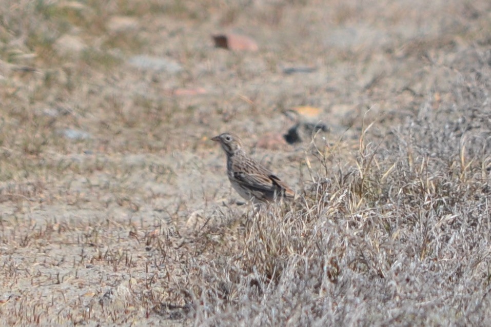 Vesper Sparrow - Sarah Bonnett