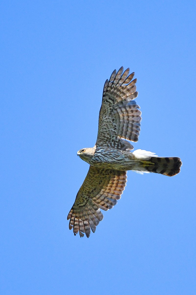 Cooper's Hawk - ML619249842