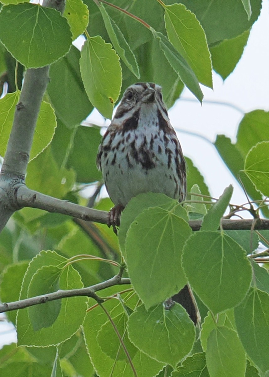 Song Sparrow - ML619249844