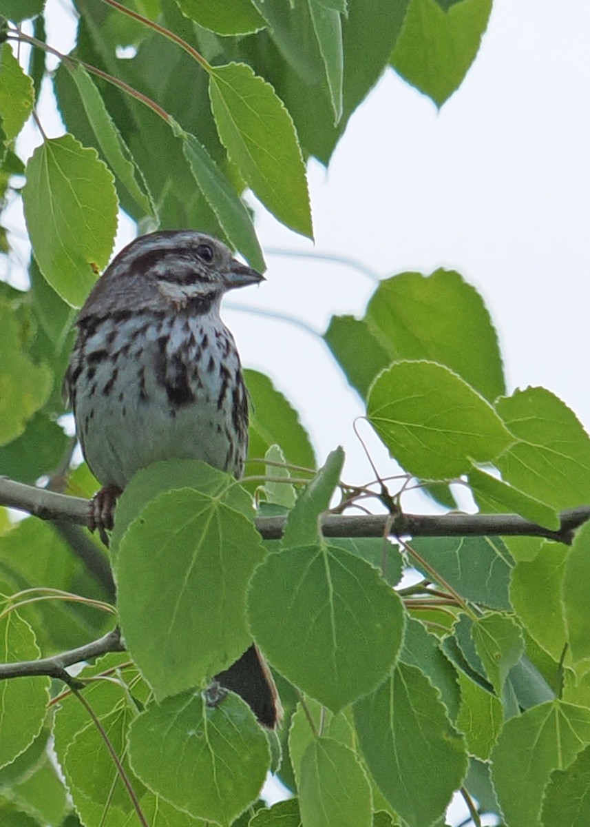 Song Sparrow - ML619249845
