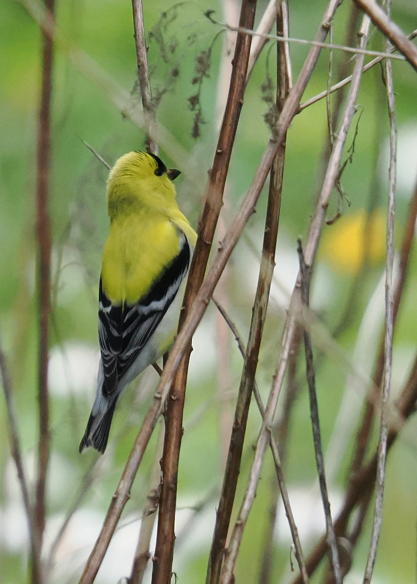 American Goldfinch - ML619249849