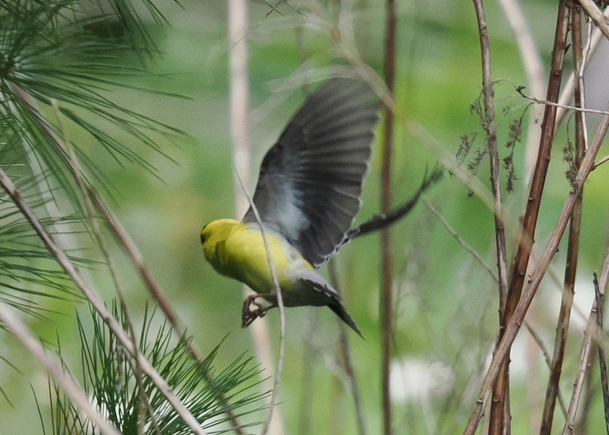 American Goldfinch - ML619249850