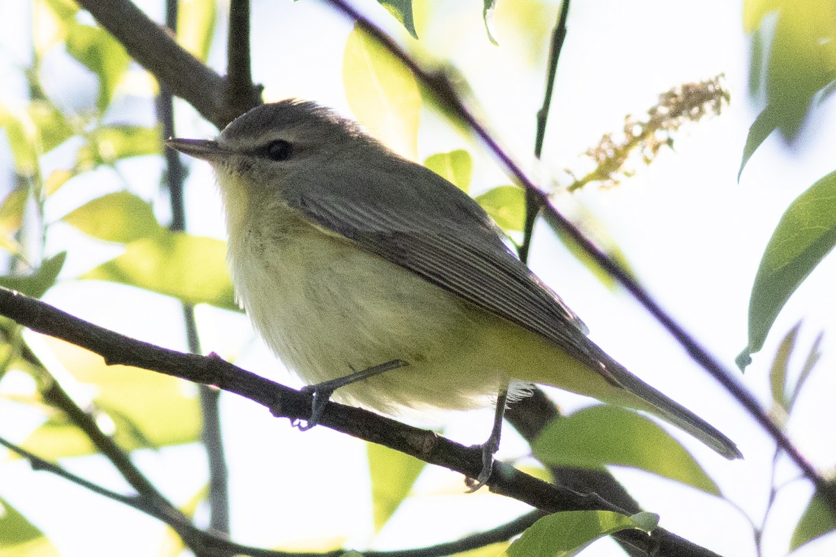 Philadelphia Vireo - David Brown