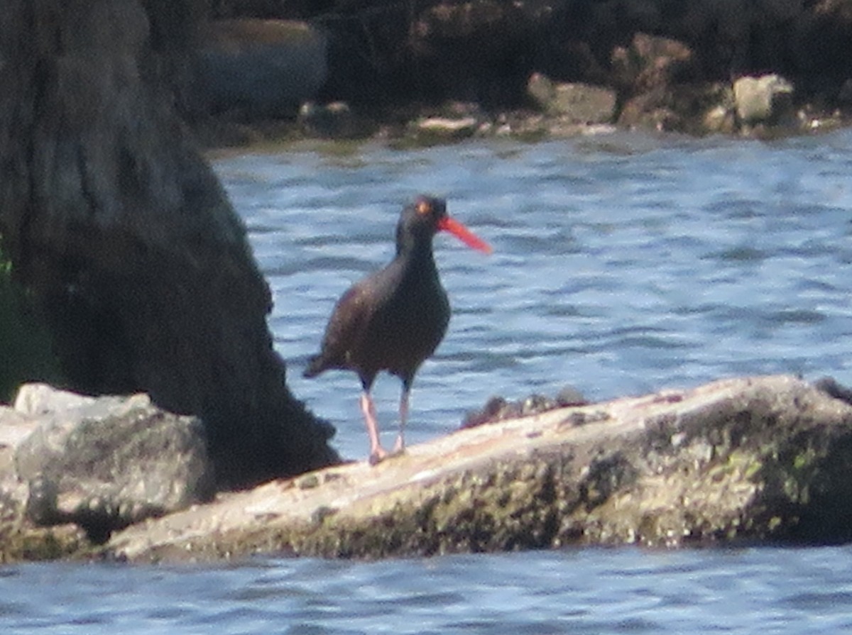 Black Oystercatcher - Aidan Sinha