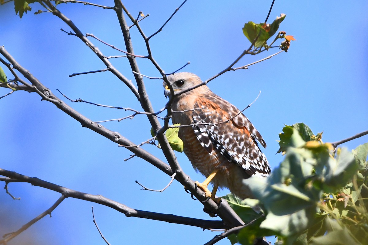 Red-shouldered Hawk - ML619249858