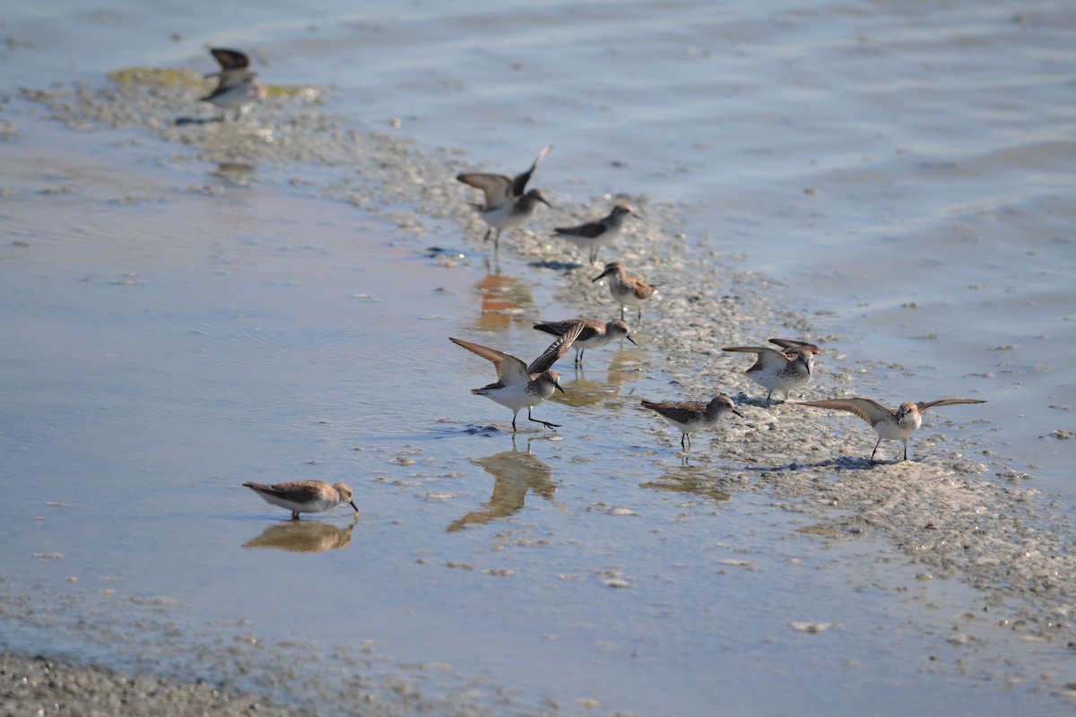 Semipalmated Sandpiper - Sarah Bonnett