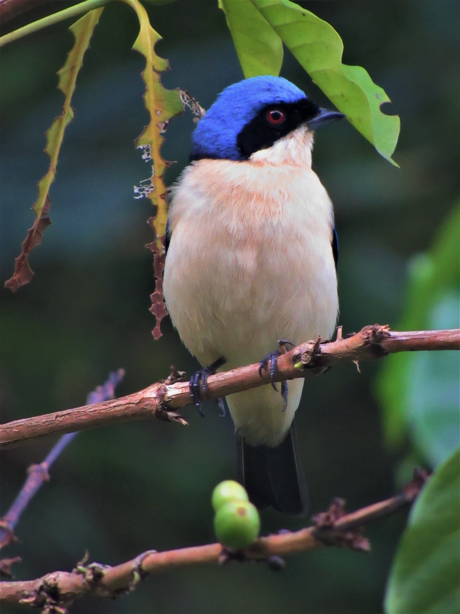 Fawn-breasted Tanager - Luis Moreno