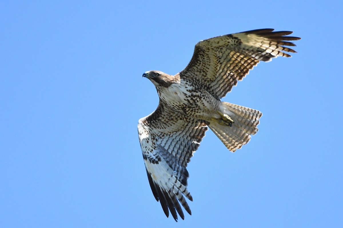 Red-tailed Hawk - ML619249868