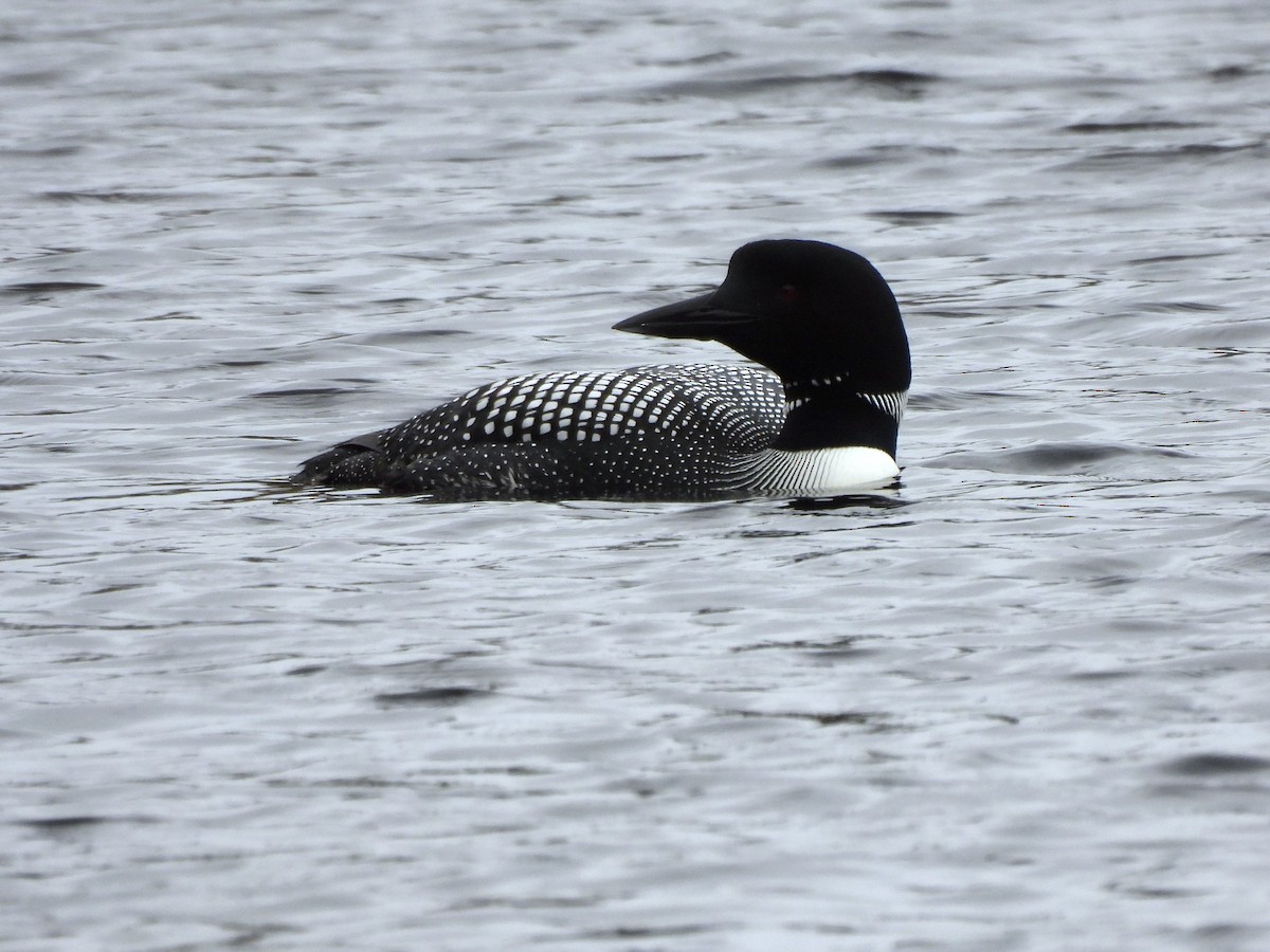 Common Loon - Manon Côté