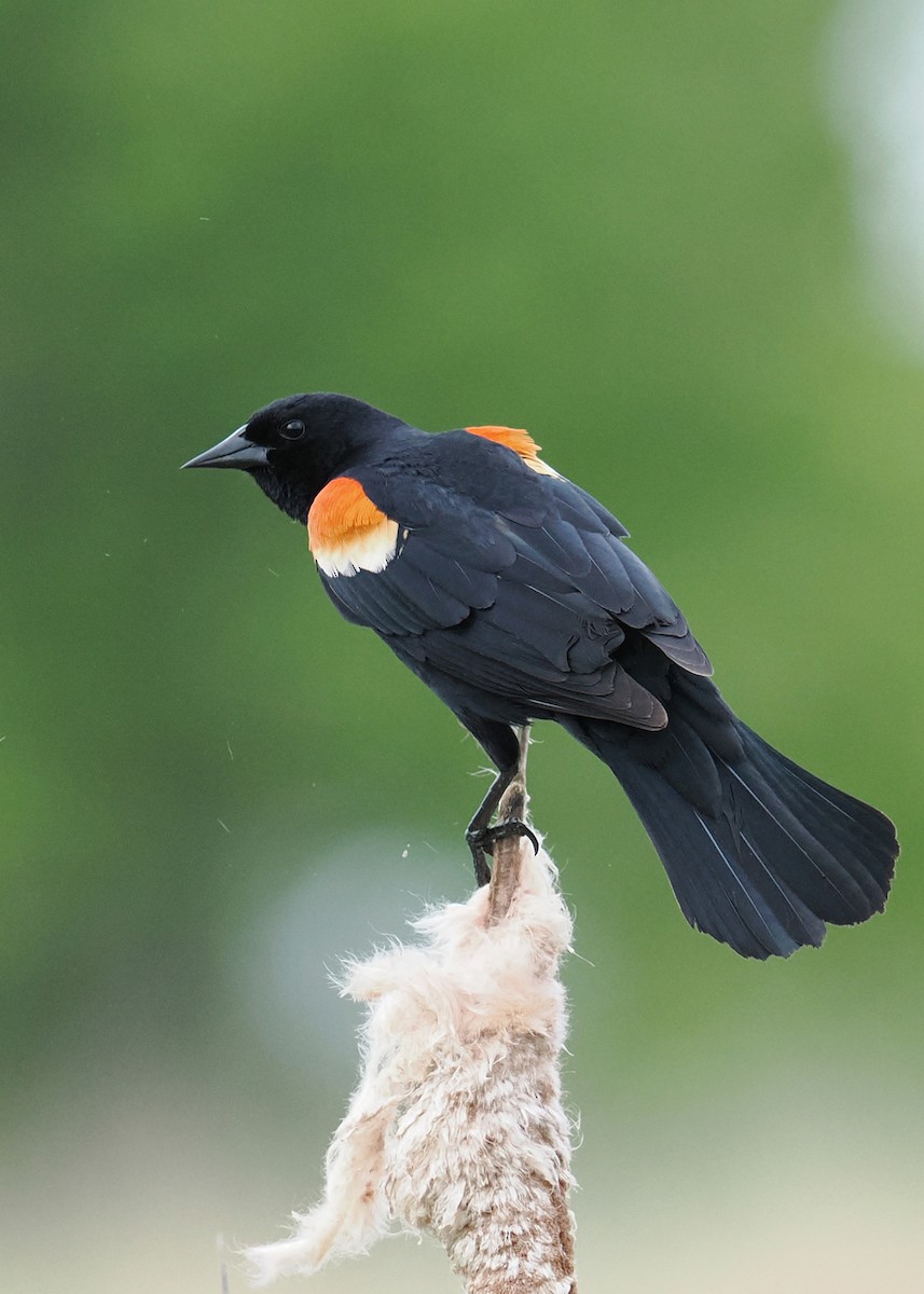 Red-winged Blackbird - ML619249879