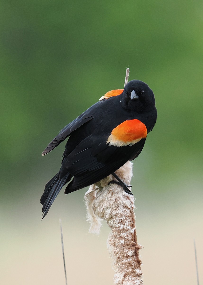 Red-winged Blackbird - ML619249880