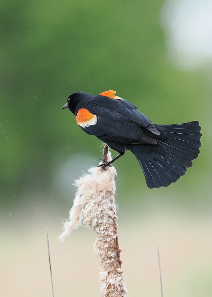 Red-winged Blackbird - ML619249881