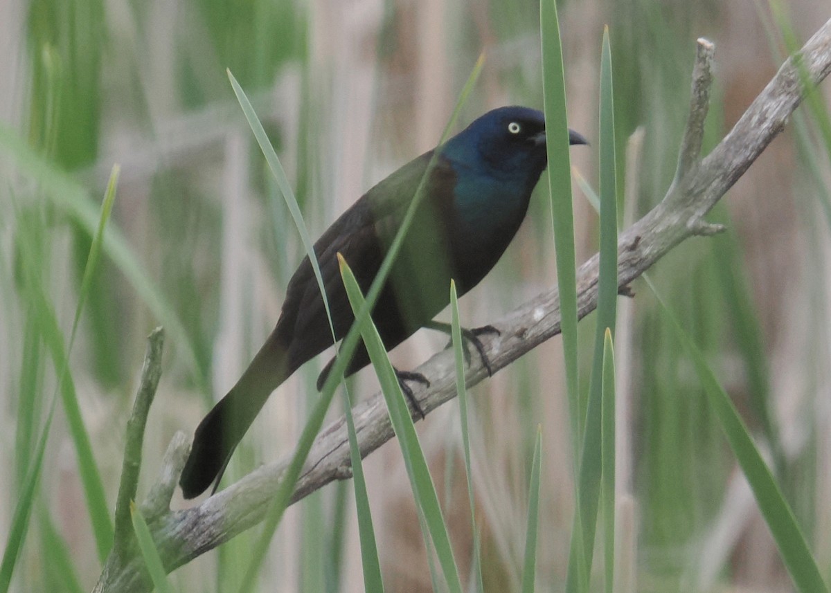 Common Grackle - Gary J