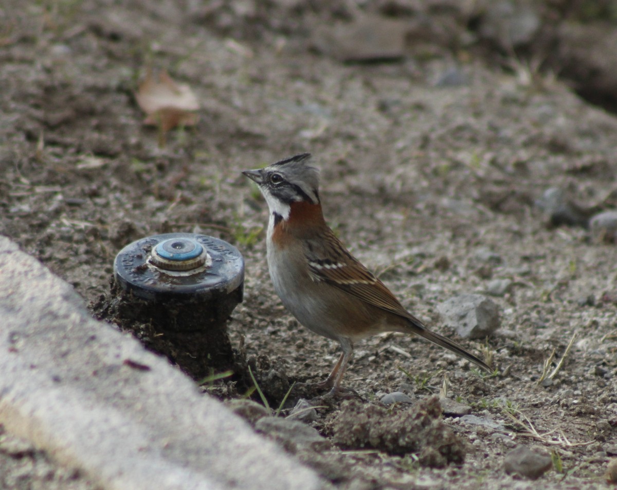 Rufous-collared Sparrow - Ada Rebolledo