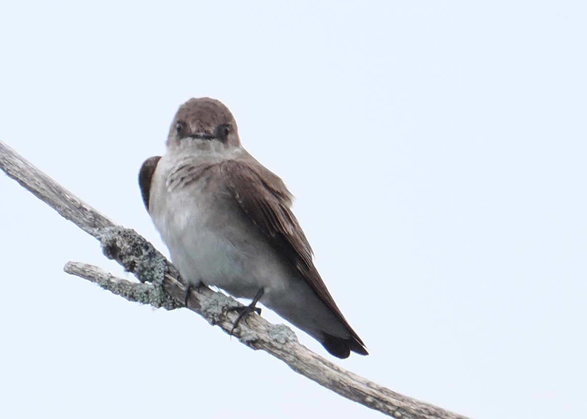 Northern Rough-winged Swallow - ML619249898