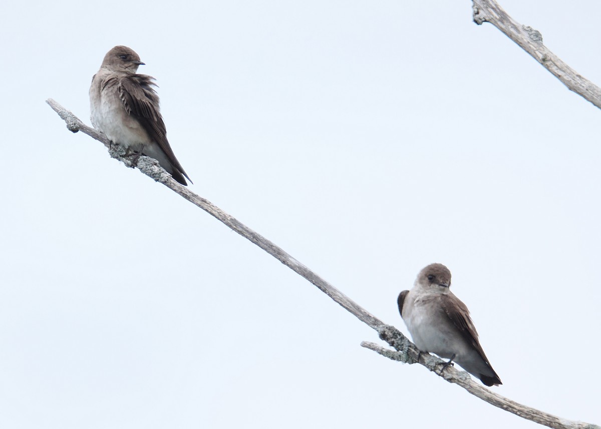Northern Rough-winged Swallow - ML619249899