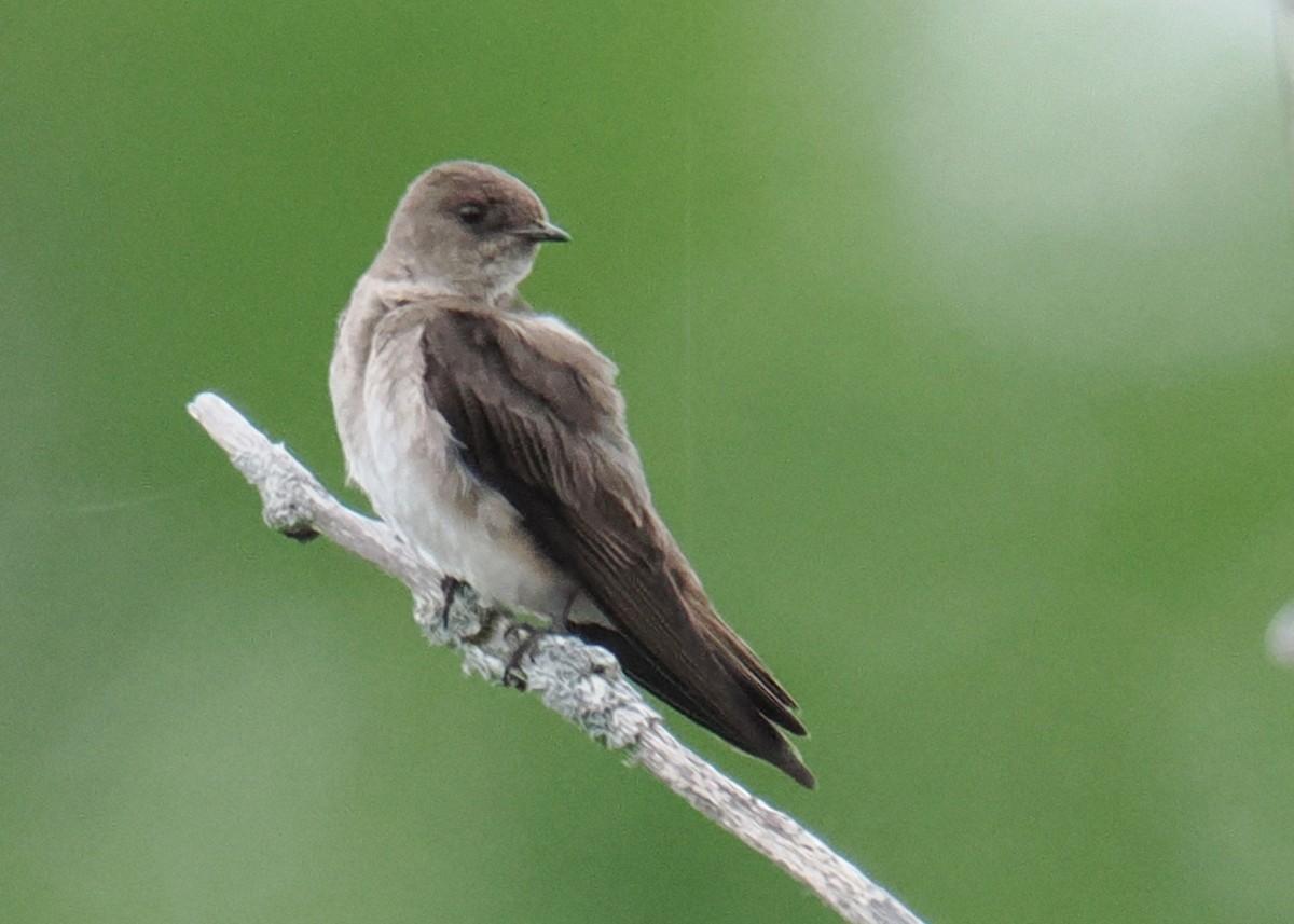 Northern Rough-winged Swallow - ML619249900