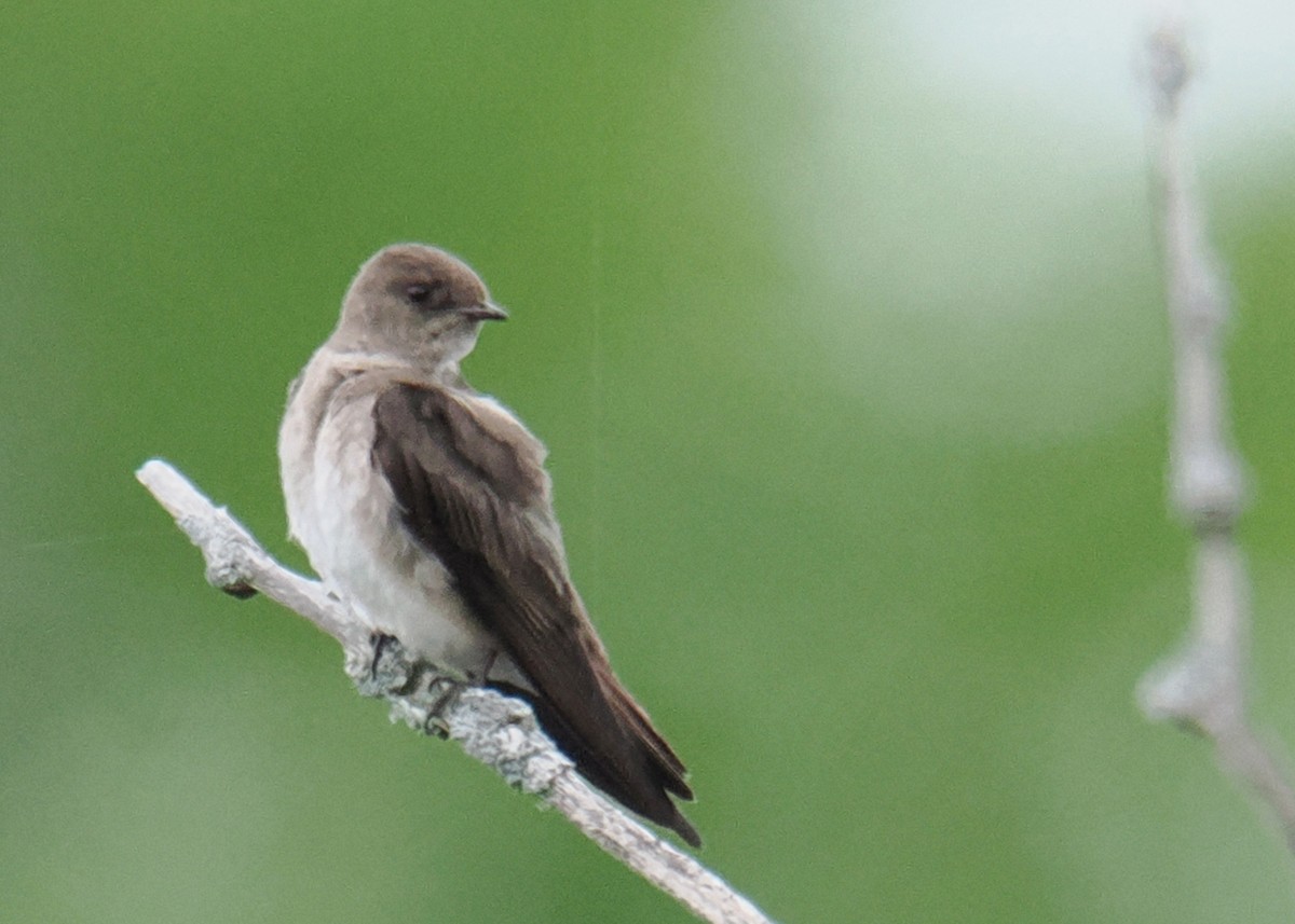 Northern Rough-winged Swallow - ML619249901