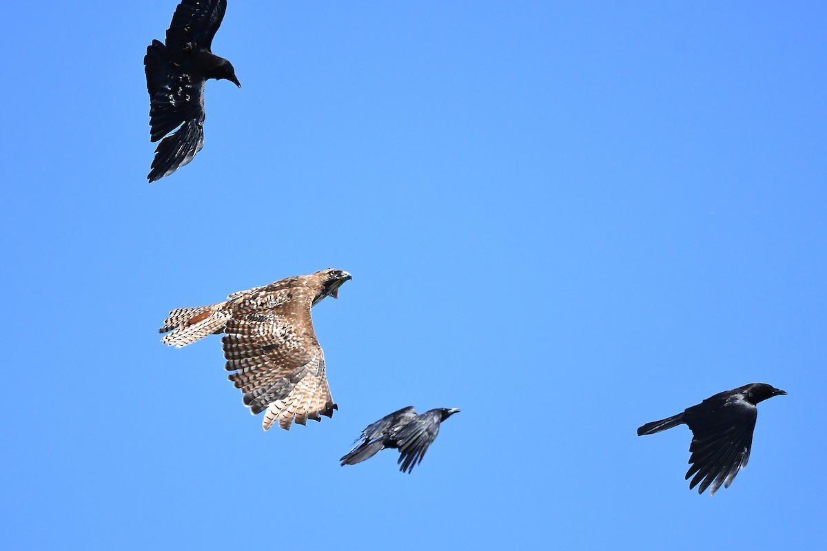 American Crow - ML619249902