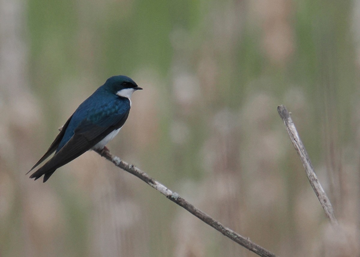 Tree Swallow - ML619249912