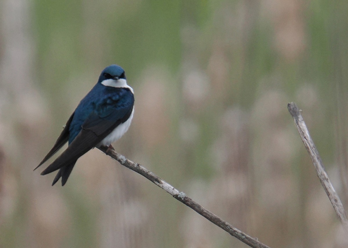 Tree Swallow - ML619249913