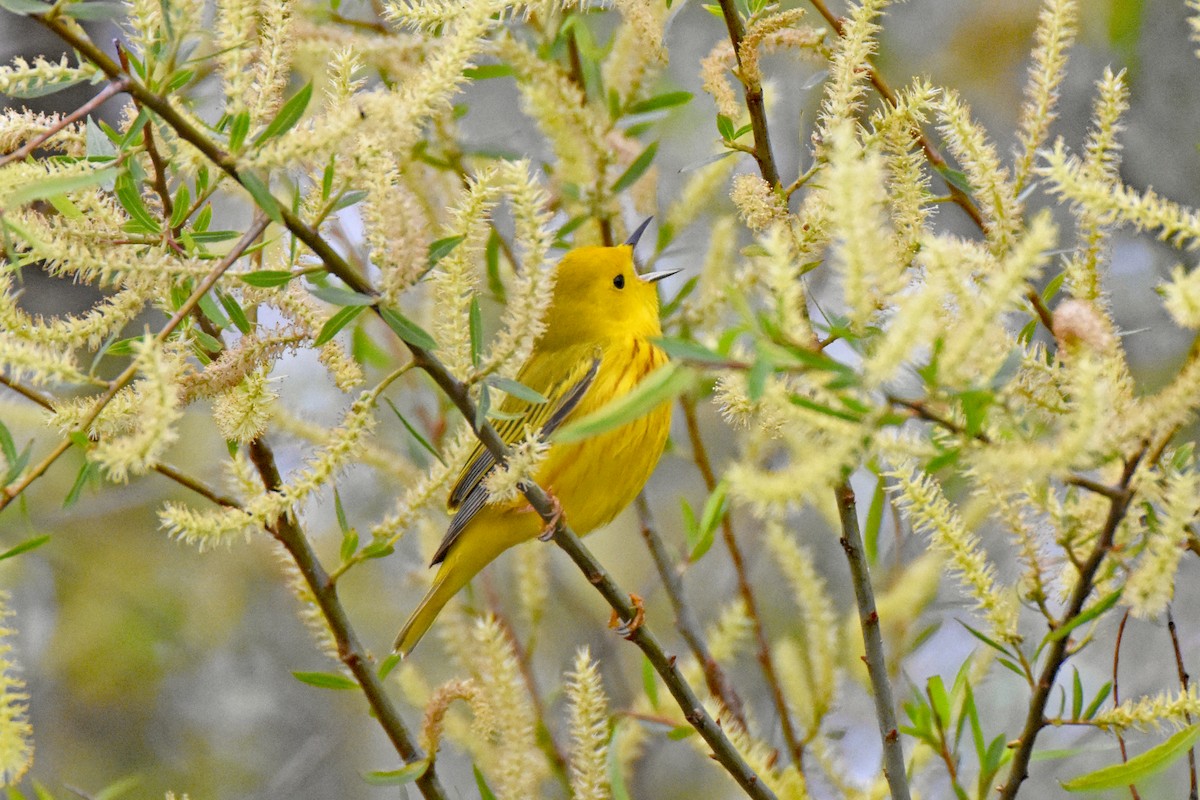 Paruline jaune - ML619249917