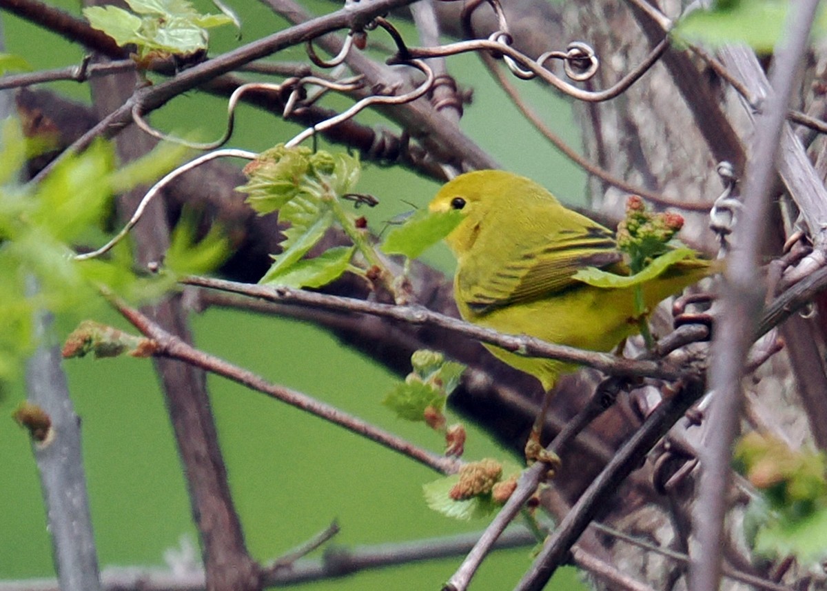 Northern Yellow Warbler - ML619249920