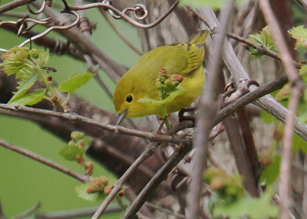 Northern Yellow Warbler - ML619249921