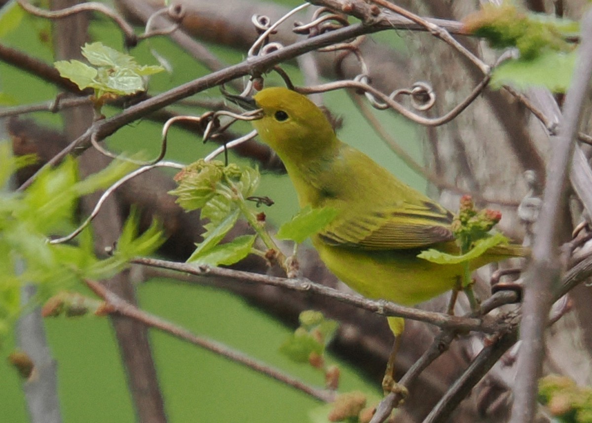 Northern Yellow Warbler - ML619249922